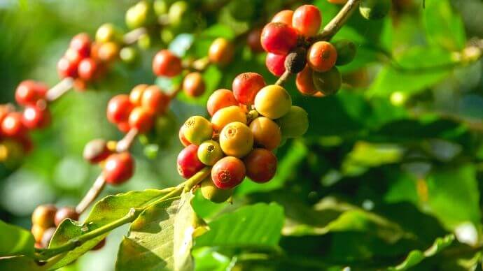 Best organic coffee beans